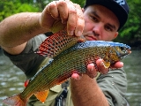 Wild Nature Experience in Transylvania