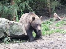 observe-brown-bear-wild