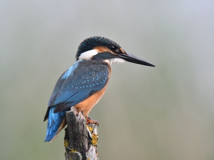 Guided visit to the Ornithological Refuge