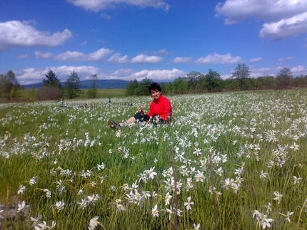 Narcissus Festival in Transylvania